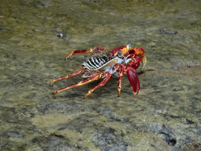 Quite the colourful little guy Quite the colourful little guy